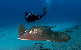 Image result for Megatrygon microps