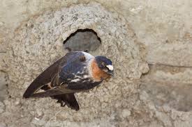 Image result for Petrochelidon pyrrhonota