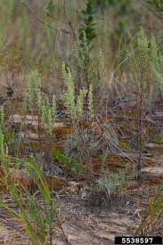 Image result for Artemisia caudata