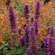 Attēlu rezultāti vaicājumam “Arthonia byssacea”