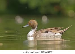 Attēlu rezultāti vaicājumam “Anas acuta male”