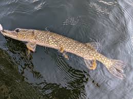 Attēlu rezultāti vaicājumam “Esox lucius”