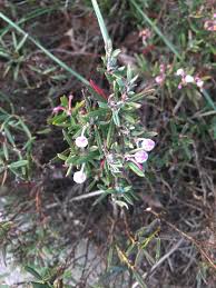 Attēlu rezultāti vaicājumam “Andromeda polifolia fruit”