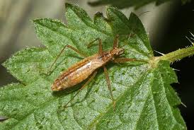 Attēlu rezultāti vaicājumam “Nabis limbatus”