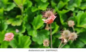 Attēlu rezultāti vaicājumam “Geum rivale flower”