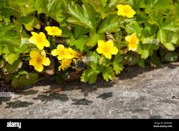 Attēlu rezultāti vaicājumam “Waldsteinia geoides flower”