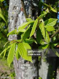 Attēlu rezultāti vaicājumam “Carpinus betulus leaf”