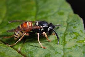 Attēlu rezultāti vaicājumam “Vespula rufa”