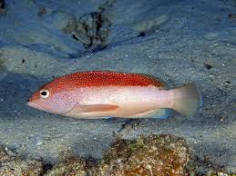 Image result for Cephalopholis fulva