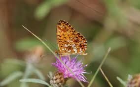 Attēlu rezultāti vaicājumam “Boloria dia upperside”