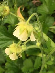 Attēlu rezultāti vaicājumam “Geum x intermedium flower”