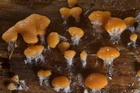 Attēlu rezultāti vaicājumam “Lignydium muscorum plasmodium”