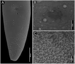 Image result for Minytrema melanops