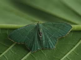 Attēlu rezultāti vaicājumam “Hemithea aestivaria”