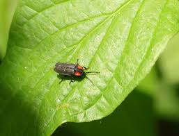 Attēlu rezultāti vaicājumam “Lampyridae”
