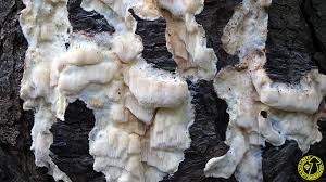 Attēlu rezultāti vaicājumam “Antrodia gossypium”