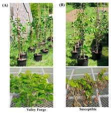Attēlu rezultāti vaicājumam “Mycosphaerella ulmi”