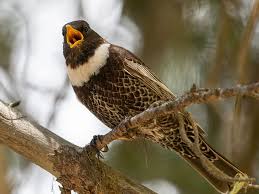 Image result for Turdus torquatus