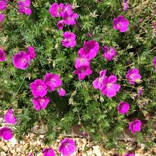 Attēlu rezultāti vaicājumam “Geranium sanguineum”