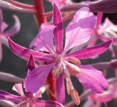Attēlu rezultāti vaicājumam “Epilobium angustifolium bud”