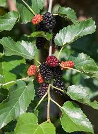 Attēlu rezultāti vaicājumam “Fraxinus excelsior Pendula fruit”