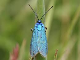 Attēlu rezultāti vaicājumam “Adscita statices”