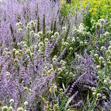 Image result for Edeldistel