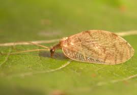 Attēlu rezultāti vaicājumam “Hemerobiidae”