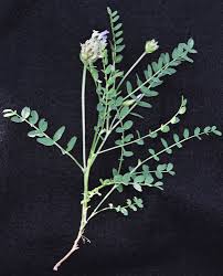 Attēlu rezultāti vaicājumam “Astragalus danicus leaf”