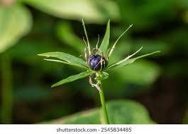 Attēlu rezultāti vaicājumam “Paris quadrifolia bud”