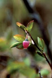 Attēlu rezultāti vaicājumam “Vaccinium uliginosum flower”
