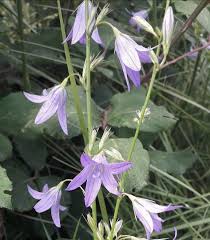 Image result for Campanula rapunculus