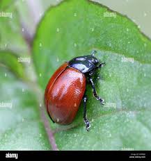 Attēlu rezultāti vaicājumam “Chrysomela populi”