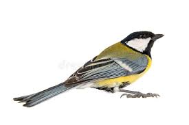 Attēlu rezultāti vaicājumam “Parus major female”