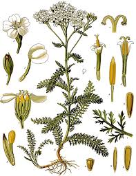 Image result for Achillea millefolium