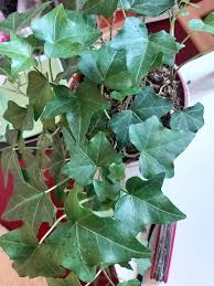 Attēlu rezultāti vaicājumam “Hedera helix  leaf”