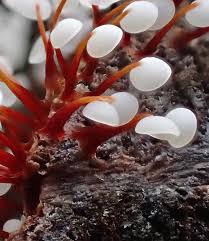 Attēlu rezultāti vaicājumam “Hemitrichia serpula macro”