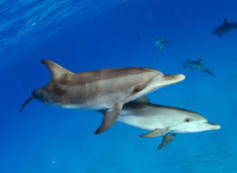 Image result for Belfairs Dolphins Snorkelling Club