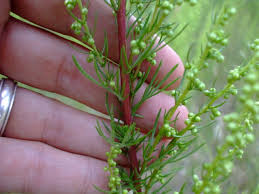 Attēlu rezultāti vaicājumam “Artemisia campestris”