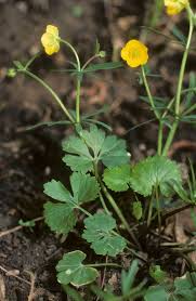 Attēlu rezultāti vaicājumam “Ranunculus auricomus leaf”
