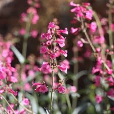 Image result for Penstemon
