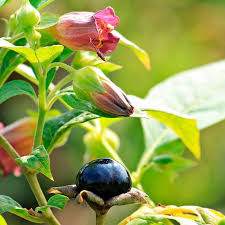 Image result for beladona