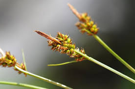 Attēlu rezultāti vaicājumam “Carex pilulifera”