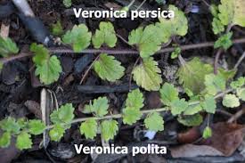 Attēlu rezultāti vaicājumam “Veronica persica leaf”