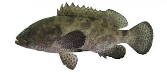 Image result for Epinephelus guttatus