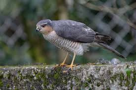 Attēlu rezultāti vaicājumam “Accipiter nisus male”