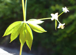 Attēlu rezultāti vaicājumam “Galium triflorum leaf”