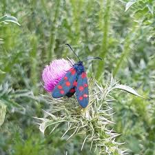 Attēlu rezultāti vaicājumam “Zygaena sp.”