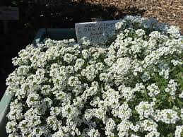 Attēlu rezultāti vaicājumam “Lobularia maritima”