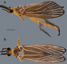 Attēlu rezultāti vaicājumam “Trichoptera”